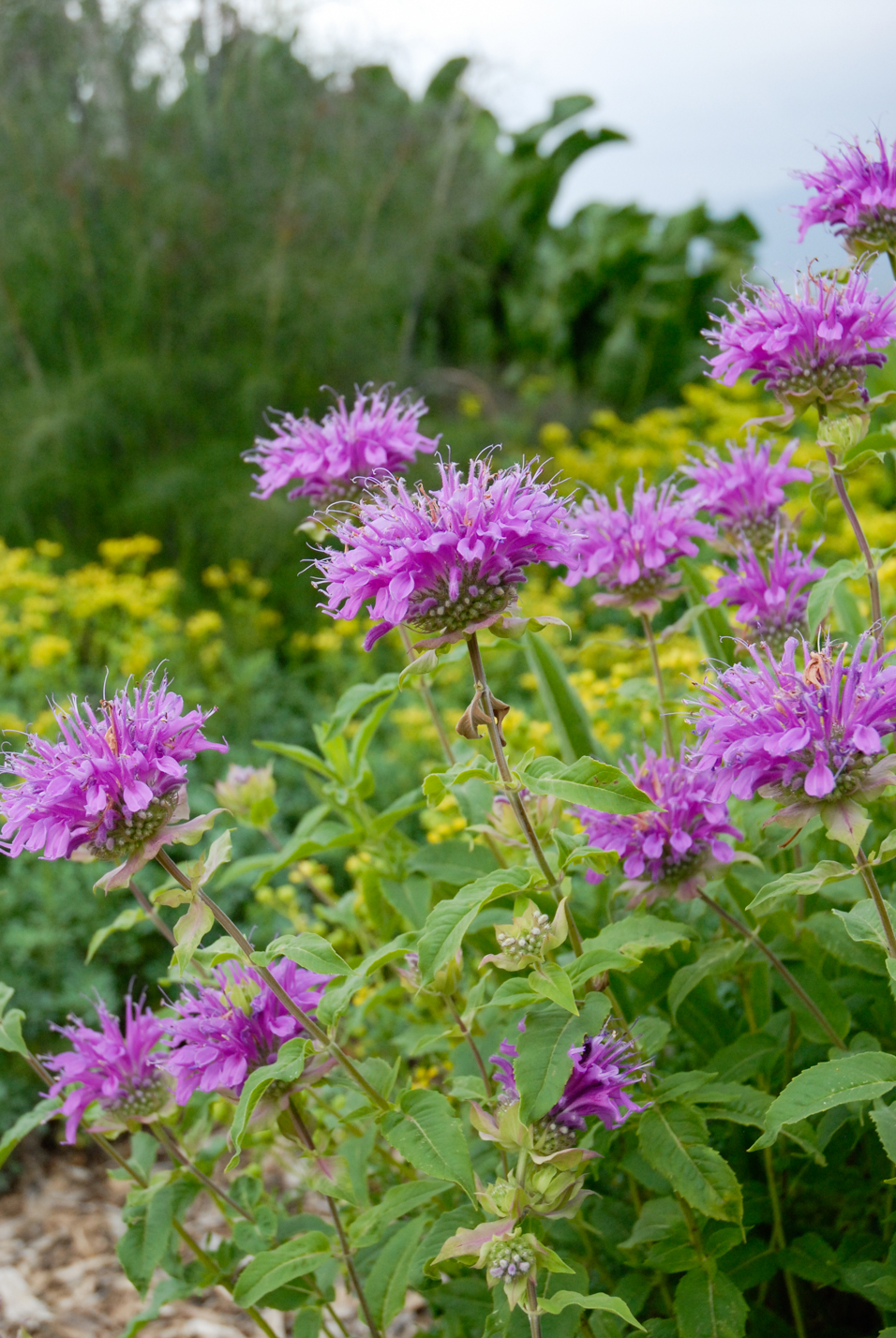 Wild Bergamot